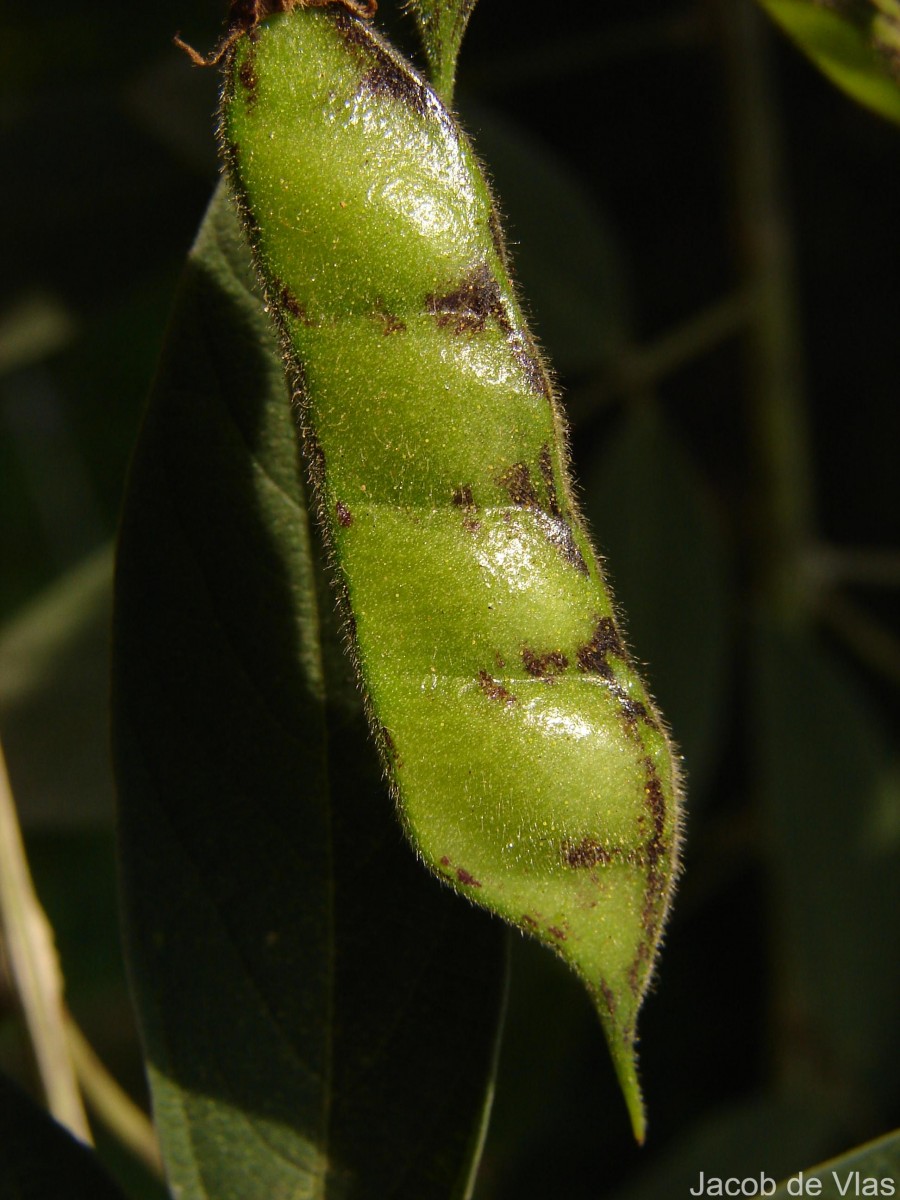 Cajanus cajan (L.) Huth